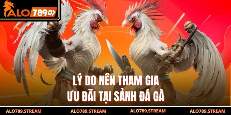 Lý do nên tham gia ưu đãi tại sảnh đá gà